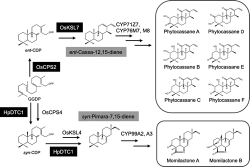 Fig. 1. The putative biosynthetic pathways of phytocassanes and momilactones from GGDP.