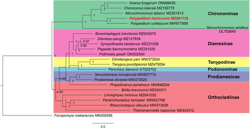 Figure 3. Bayesian inference phylogenetic tree of Chironomidae species. The tree was inferred from 22 registered Chironomidae species and one Ceratopogonidae species based on the concatenated sequences of mitogenomic PCGs. The following sequences were used: ON099430 (Qi et al. Citation2022), MZ150770 (Liu et al. Citation2022), MZ261913 (Kong et al. Citation2021), MZ981735 (this study), MW677959 (Lei et al. Citation2021), MZ043575 (Lin, Liu, et al. Citation2022), MZ127839 (Lin, Liu, et al. Citation2022), MZ231026 (Lin, Liu, et al. Citation2022), MZ231025 (Lin, Liu, et al. Citation2022), OM302504 (Lin, Liu, et al. Citation2022), MW373524 (Zheng et al. Citation2021), MZ475054 (Jiang et al. Citation2022), KT003702 (Kim et al. Citation2016), MW837770 (Lin, Zhao, et al. Citation2022), MW373525 (Zheng et al. Citation2021), MW846254 (Lin, Zhao, et al. Citation2022), MZ424311 (Lin, Zhao, et al. Citation2022), MZ041033 (Fang et al. Citation2022), MW837768 (Lin, Zhao, et al. Citation2022), MW373526 (Zheng et al. Citation2021), MZ424312 (Lin, Zhao, et al. Citation2022) and MK000395 (Jiang et al. Citation2019). Substitution model was GTR + I + G. BI posterior probability values are indicated at the nodes.