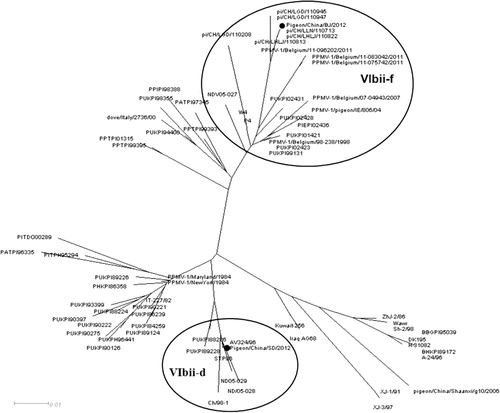 Figure 2. Unrooted phylogenetic tree of 70 PPMV-1 isolates based on a 374-nt section of the fusion protein gene. The tree is drawn to scale, with branch lengths proportional to the number of substitutions per site.