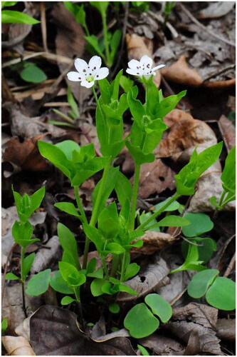 Figure 1. Plant image of Pseudostellaria davidii. This photo was taken by Liqiu Zhang with the author’s approval for use.