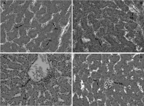 Fig. 1 Toxic action of bendiocarb (BC) on liver exposed on 3 embryonic day (ED) (9 ED—a: control embryo, b: treatment embryo; 500 μ g/egg) and 10 ED (17 ED—c: control embryo, d: treatment embryo; 800 μ g/egg). mitosis (m); hepatocyte (hc); blood vessel (bv); blood sinusoid (bs) [H-E, 60×].