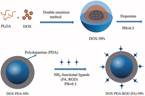 Figure 1. Schematic representation of the preparation procedure for targeted and DOX-PDA-FA (RGD)-NPs.