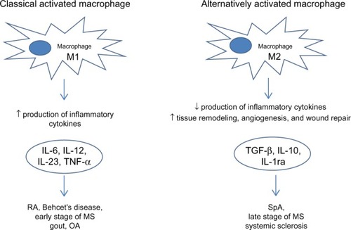 Figure 4 Macrophages in rheumatic diseases.Abbreviations: RA, rheumatoid arthritis; OA, osteoarthritis; MS, multiple sclerosis; SpA, spondyloarthritis; TNF-α, tumor necrosis factor α; IL, interleukin; IL-1ra, interleukin 1 receptor antagonist; TGF-β, transformer growth factor β.