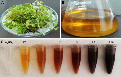 Figure 1 In vitro-derived plantlets of Phlomis bracteosa, its aqueous extract, and biosynthesis of AgNPs.Notes: (A) In vitro propagated plantlets obtained from MS0 medium supplemented with 2.0 mg/L IBA. (B) Aqueous extract of 10 g/100 mL of in vitro propagated plantlets. (C) Plantlets extract/AgNO3 (v/v) reaction mixtures in different ratios.Abbreviations: AgNPs, silver nanoparticles; MS0, Murashige and Skoog basal medium; IBA, indole-3-butyric acid; PE, plant extract.