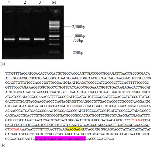 Figure 3. Electrophoresis plot of vector pET28a-Lac-EGFP (a) and a nucleotide sequence map of pET28a-Lac-enhanced green fluorescence protein (EGFP) vector (b).Note: (a) Lane 1-3, products digested by restriction enzymes for recombinant plasmid pET28a-Lac-EGFP; Lane M, DNA marker. (b) Underlined portion is fragment of Lac promoter with 74 bp size; the fragment highlighted in yellow is ribosome-binding site (RBS); EGFP-encoding sequence is highlighted in purple; starter code is ATG.