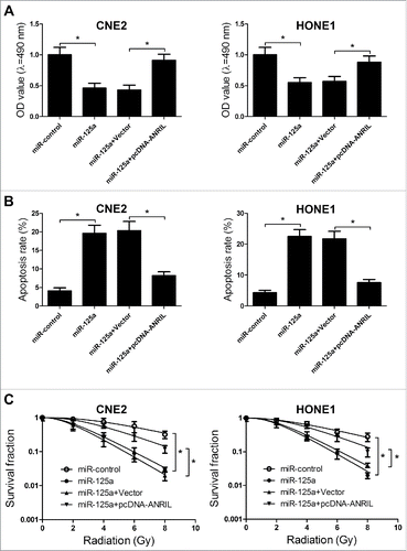 Figure 6. Knockdown of ANRIL inhibits proliferation, induces apoptosis, and enhances radiosensitivity in NPC cells through negatively regulating miR-125a expression. CNE2 and HONE1 cells were were transfected with miR-125a or co-transfected with pcDNA-ANRIL and miR-125a. (A) MTT assay was performed to determine the cell viability of CNE2 and HONE1 cells. (B) Flow cytometry analysis was performed to measure the cell apoptosis of CNE2 and HONE1 cells at 48 h after transfection. (C) Clonogenic assay was conducted to determine the colony survival in CNE2 and HONE1 cells treated with IR (0, 2, 4, 6 and 8 Gy). *P < 0.05 vs. controls.