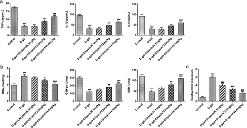 Figure 3. Chrysin inhibited the inflammation and oxidative stress in D-gal-induced mice. The expression of TNF-a, IL-1β and IL-6 was measured using ELISA. (b) The expression of MDA, GSH-px and SOD was detected using corresponding kits. (c) The expression of ROS was detected by DCH-DA fluorescence staining. ***P < 0.001 vs Control; #P < 0.05, ##P < 0.01, ###P < 0.001 vs D-gal.