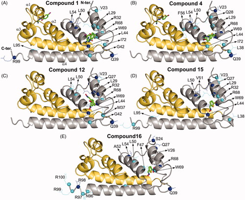 Figure 5. Analysis of the molecular docking results for the structural model of the complex of DENVC with compounds 1 (A), 4 (B), 12 (C), 15 (D), and 16 (E). All compounds are in the symmetric pockets of the hydrophobic cleft in DENVC. The protein is shown as a cartoon model with the monomers coloured in grey for chain A and golden yellow for chain B. The secondary structures of α-helix of the chain B are indicated as α1, α2, α3, and α4. The compounds are denoted as a stick model with carbon, oxygen, nitrogen, sulphur, chlorine, and bromine coloured in green, red, blue, yellow, magenta, and dark red, respectively. The residues with changes in chemical shift (CSP) and intensity higher than M + SD and M + 2SD are denoted as cyan and blue lines/spheres, respectively.