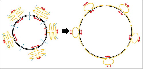 Figure 2. Hypothetical scheme of nuclear surface reservoirs during swelling. The outer nuclear membrane is continuous with the membrane of the rough ER. The lumina of both compartments are separated, and have different size and shapes. Upon cell swelling, water influx (blue arrows) into ER cisternae and nucleoplasm may give rise to compartmental differences in osmotic pressure and membrane tension (red arrows), respectively. Tension gradients may drive bulk flow of membrane from the ER (yellow) to the nucleus (black) to expand nuclear surface. At the same time, nuclear pores may expand and thereby add to increase of nuclear surface.