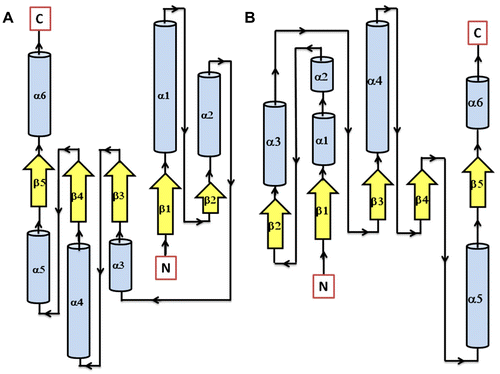Figure 5 Secondary structure topology of RD showing the presence of 5 β-sheets and 6 α-helices in both AtHK1 (A) and OsHK3b (B).