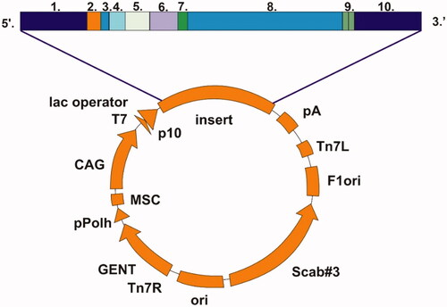 Figure 2. Schematic presentation of pBVboostFG expression vector designed for production of recombinant protein. The insert contains: 1. attL1, 2. Shine-Dalgarno, 3. Kozak, 4. Met-Ser-Tyr-Tyr, 5. 6 x His, 6. Asp-Tyr-Asp-Ile-Pro-Thr-Thr, 7. Lys-Val, 8. β-CA gene of G. salaris gene of interest, 9. Two stop codons, and 10. AttL2.