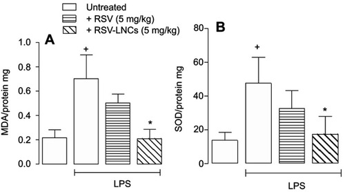 Figure 7 Effect of treatment with RSV or RSV-LNCs on lung MDA levels (A) and SOD activity (B). A/J mice orally pretreated with RSV or RSV-LNCs (5 mg/kg) 4 h before challenge with LPS. Analyses were performed 24 h after LPS stimulation.Notes: Data are expressed as the mean ± SEM (n=5–7). +P<0.05 compared with the saline group and * P<0.05 compared to the LPS group.Abbreviations: RSV, resveratrol; RSV-LNCs, resveratrol-loaded lipid-core nanocapsules; MDA, malondialdehyde; SOD, superoxide dismutase; LPS, lipopolysaccharide.