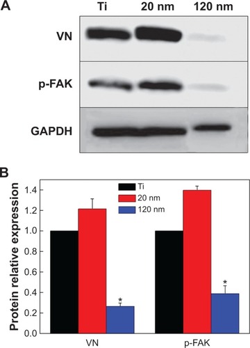 Figure 4 Expression of vitronectin and p-FAK in U87 glioma cells cultured on nanotubes with different diameters.Notes: (A) Western blot analysis of the expression of vitronectin and p-FAK. (B) Statistical analysis of vitronectin and p-FAK expression. The densities of the vitronectin and p-FAK bands were measured, and the ratio was calculated. *P<0.05, compared with titanium and 20 nm nanotubes.Abbreviations: p-FAK, phosphor-focal adhesion kinase; VN, vitronectin; GAPDH, glyceraldehyde-3-phosphate dehydrogenase; Ti, titanium.