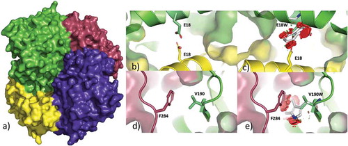 Figure 5. Mutations designed for the protein interference assay (PIA) approach targeting plasmodial malate dehydrogenase (PfMDH). (a) The tetrameric structure of PfMDH, the different subunits are labeled A-D. (b) The A-B interface of the wild-type (WT)-PfMDH tetramer. Residues Glu118 from both subunits are shown in sticks. (c) The steric clash generated by the introduction of a Tryptophan in position 118. The mutant monomer is shown in green and WT monomer is shown in yellow. (d) A-C interface of WT-PfMDH tetramer. Residues Val190 from both subunits are shown in sticks. (e) The steric clash generated by the introduction of a tryptophan in position 190. The mutant monomer is shown in green and WT monomer is shown in magenta [Citation122,Citation124].