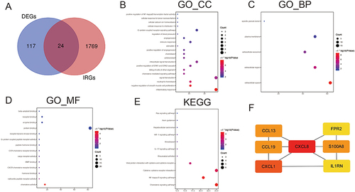Figure 3 Enrichment and analysis of IRGs and construction of PPI network. (A) Intersection of immune related genes and DEGs. (B–D) GO enrichment analysis of IRGs. (E) KEGG enrichment analysis of IRGs. (F) The top seven genes with the highest connection.
