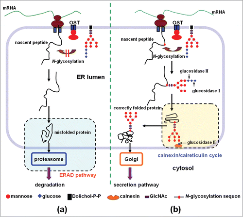 Figure 1. The role of N-glycosylation in the process of protein folding in the ER and secretion. (a) Lack of the N-glycosylation of the nascent peptide often leads to the protein misfolding. The misfolded protein will be subjected to ER-associated degradation (ERAD), and finally degraded in the cytoplasm by the proteasome. (b) N-glycosylation of the nascent peptide at the proper sites facilitates the protein folding and secretion. In the introduced sequon of Asn-Xaa-Thr/Ser (Xaa is any amino acid except proline, Thr is threonine, and Ser is serine), a lipid-linked oligosaccharide unit (Glc3Man9GlcNAc2) is transferred co-translationally to an Asn residue, and the oligosaccharide unit is then trimmed to Glc1Man9GlcNAc2 by glucosidase I and glucosidase II. The resulting glycoprotein enters the calnexin/calreticulin cycle to become properly folded, and exit the ER, and then go to the Golgi apparatus for secretion.