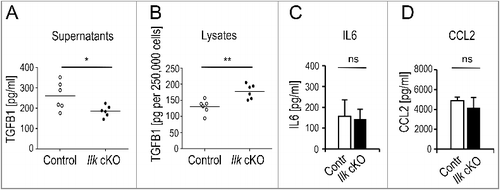 Figure 1. Selectively impaired secretion of TGFB1 in ILK-depleted murine fibroblasts. Primary control or Ilk cKO murine fibroblasts were grown for 24 h on fibronectin-coated (10 μg/ml) tissue culture dishes in the absence of serum. Total activatable TGFB1 was determined by ELISA in supernatants (A) and cell lysates (B). Ilk cKO cells released significantly less (*P = 0.0324) TGFB1 into the media than parallel control cultures, but retained significantly higher amounts of TGFB1 intracellularly (**P = 0.0038). Each symbol represents one independently derived fibroblast strain; lines represent mean. Supernatants were further used to determine levels of IL6 (C) and CCL2 (D) by Cytometric Bead Assay. Unlike TGFB1, these fibroblast products were secreted at comparable amounts by control and Ilk cKO fibroblasts. ns: no significant difference. Data are presented as mean ± SD. Three independent experiments, n = 3, each sample was measured 3 times.