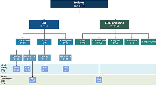 Figure 2 CRE and ESBL-producing Enterobacterales isolates collected during the study period. Isolate resistance phenotypes are indicated by species. Whole genome sequencing (WGS) was initially conducted for seven diverse isolates, as indicated here. Subsequent WGS was performed for six additional K. pneumoniae isolates to confirm their suspected sequence type. Figure created with BioRender.com.