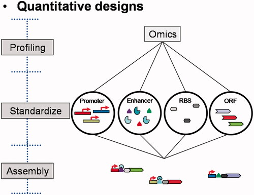 Figure 1. Approaches of quantitative design for the engineering vectors. Abbreviations: RBS, ribosomal binding site; ORF, open reading frame.