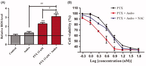 Figure 3. ROS accumulation caused by the combination of PTX with Andro and its effect on synergistic antiproliferation. (A) ROS levels increased by Andro and PTX. Control: untreated A549 cells. Andro: A549 cells were exposed to 10 μM Andro. PTX 13 nM: A549 cells were exposed to 13 nM PTX. PTX 13 nM + Andro: A549 cells were exposed to 13 nM PTX with 10 μM Andro. **p < 0.001 compared with the control. #p < 0.01, ##p < 0.001 compared with the PTX 13 nM or Andro. (B): A549 cells were subjected to different concentrations of PTX in the presence of Andro and/or NAC. Values are shown as the mean ± SD (n = 3).