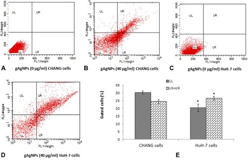 Figure 7 The fluorescence scatter diagram after exposure to gAgNPs (40 µg/mL) to cells (A). Control CHANG cells (B). CHANG cells exposed at 40 µg/mL gAgNPs (C). Control HuH-7 cells (D). HuH-7 cells exposed at 40 µg/mL gAgNPs and (E) Induction of early and late apoptotic cells (%) after exposure to gAgNPs (40 µg/mL) for 24 hrs. Each value represents the mean ±SE of three experiments. *p < 0.05 vs control. FL-1 Height and FL-2 Height represents Annexin-V-FITC and PI staining cells, respectively. LL – living cells (Annexin-V–/PI–stained), LR – Early apoptotic cells (Annexin-V+/PI–stained), UL – Necrotic cells (Annexin-V–/PI+ stained), UL – Late apoptotic cells (Annexin-V+ PI+ stained).