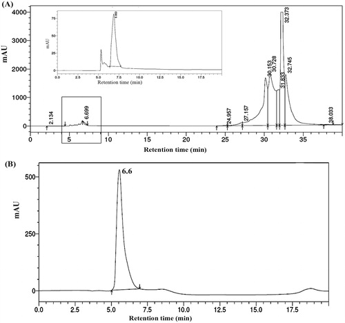 Figure 4. HPLC chromatogram of (A) fraction 13 eluted by column chromatography and (B) purified active fraction 3.