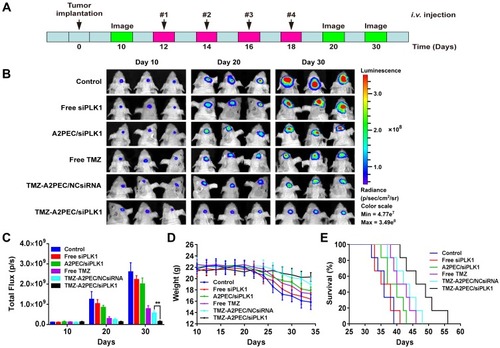 Figure 8 In vivo antitumor therapy efficacy in the U87-Luci glioma mouse model. (A) U87-Luci tumor-bearing mice received four injection of PBS, free siPLK1, A2PEC/siPLK1, free TMZ, TMZ-A2PEC/NCsiRNA, TMZ-A2PEC/siPLK1 at the dose of siPLK1 is 1 mg kg-1 on days 12, 14, 16, and 18. (B) Bioluminescent signal of U87-Luci tumor-bearing mice of each groups after treatment. (C) Quantification of the tumor bioluminescence signal (n = 4). (D) Body weight change of the U87-Luci tumor-bearing mice (n = 6). (E) Kaplan–Meier survival curve for the mice. Data are presented as mean ± standard deviation (n = 6), **P < 0.01.