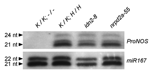 Figure 6.ProNOS-derived and endogenous siRNAs in idn2–8 and nrpd2a-55. Northern blot for siRNA derived from transcription of ProNOS IR in the SILENCER. (A) Blots were hybridized with a RNA probe specific for sense ProNOS siRNAs. (B) Equal loading was confirmed by re-hybridization with miR167-specific probe after stripping.