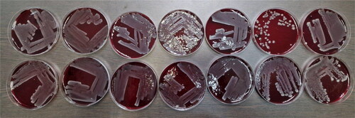 Figure 2. First seeding of fourteen Escherichia coli strains after 40–50 years of storage.Note: Top row from left to right (number in the study 1–7) – O7, O111, O25, O20, O11, O125 and O111; bottom row from left to right (number in the study 8–14) – O29, O26, O5, O1, O125, O2 and O2.