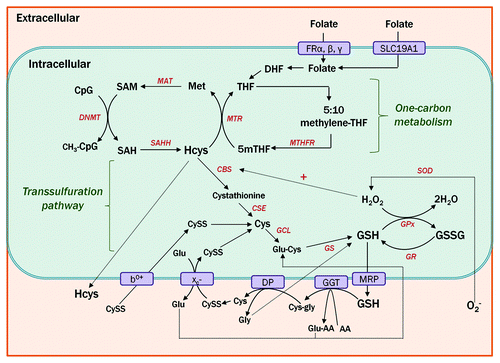 Figure 1. Overview of one-carbon metabolism, transsulfuration pathway, and glutathione influx/efflux. Folate is delivered into the cell via a receptor-mediated [folate receptor alpha (FRα), beta (FRβ) or gamma (FRγ)] or carrier-mediated [solute carrier family 19, member 1 (SLC19A1), also known as RFC1] transport mechanism and is subsequently reduced to dihydrofolate (DHF) and tetrahydrofolate (THF), which then enters the one-carbon metabolic pathway. THF picks up a methyl group from serine and is converted to 5-methyl THF (5mTHF). The methyl group of 5mTHF can be transferred to Hcys via methionine synthetase (MTR), generating methionine (Met) and THF. Met is activated to form S-adenosylmethionine (SAM), which serves as the methyl donor for the methylation of CpG dinucleotides and many other substrates, yielding the methylated product and S-adenosylhomocysteine (SAH), which is hydrolyzed to regenerate Hcys. Hcys can be used to regenerate Met or be directed through the transsulfuration pathway via cystathionine-β-synthase (CBS). Glutathione (GSH), a product of the transsulfuration pathway, is a tripeptide comprised of glutamate (Glu), cysteine (Cys) and glycine (Gly). As the primary endogenous antioxidant, GSH donates an electron to reactive oxygen species (e.g., H2O2) with the enzyme glutathione peroxidase (GPx) and quickly reacts with another free radical GSH to form glutathione disulfide (GSSG). GSH can be regenerated from GSSG in a reaction catalyzed by glutathione reductase (GR). Under conditions of oxidative stress, CBS activity is upregulated to direct Hcys flux through the transsulfuration pathway for GSH production. Excess intracellular Hcys can also be exported extracellularly. GSH can be exported out of the cell and catabolized via the cell membrane enzyme γ-glutamyltransferase (GGT). GGT transfers the γ-glutamyl group to an amino acid, producing cysteinylglycine (Cys-Gly), which can be broken down to Cys and Gly via dipeptidase (DP). Cys is unstable extracellularly and rapidly oxidizes to cystine (CySS). The xC− antiporter can import CySS using a transmembrane Glu gradient, and the b0+ system can directly import CySS, which can be converted back to Cys to maintain the intracellular Cys pool.