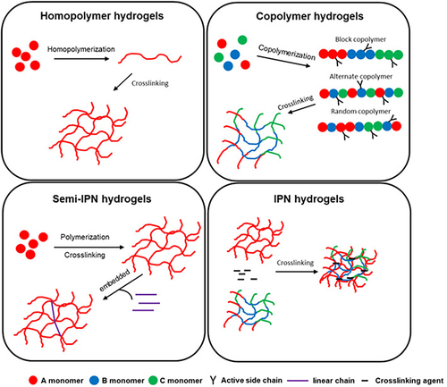 Figure 4 Simple diagram of homopolymer hydrogels, copolymer hydrogels, semi-IPNs, and IPNs.