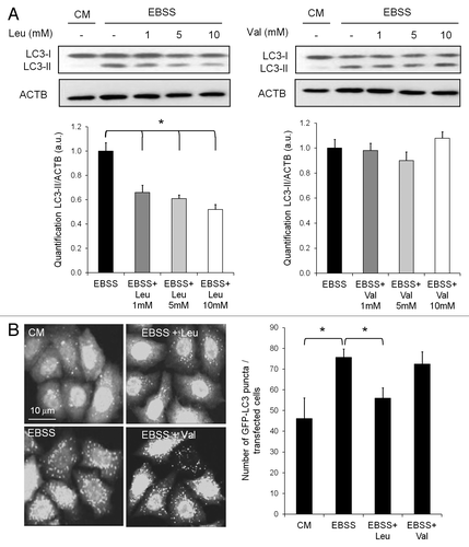 Figure 2. Leucine, not valine, inhibits autophagy. (A) Immunoblot analysis of LC3-I and LC3-II levels in HeLa cells cultured in complete medium or EBSS supplemented with 1, 5 or 10 mM of leucine or valine for 4 h. Immunoblotting of ACTB was used as a loading control. The LC3-II/ACTB ratio was determined using Bio-1D quantification software. Columns: mean; bars: SEM (n = 3); *p < 0.05. (B) Representative images of GFP-LC3 staining in HeLa GFP-LC3 cells cultured in complete medium or EBSS supplemented with 10 mM of leucine or valine for 4 h. The number of GFP-LC3 dots per cell was scored on 100 cells. Columns: mean; bars: SEM (n = 3); *p < 0.05.
