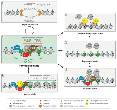 Figure 1 The various chromatin states of CpG islands. CpG islands have the capacity to adopt multiple chromatin states each with varying propensities for gene activation or repression (see main text for a description of these). Central to the capability of CpG islands to adopt and transition between these states is the default permissive state (A), partly imposed by the ZF-CxxC proteins KDM2A and CFP1. Nucleosomes within CpG islands are depicted in green and nucleosomes outside of CpG islands are grey. Straight arrows represent pathways of transition between individual CpG island states. Circular arrow represents a cell cycle involving initiation of DNA replication from CpG island ORIs.
