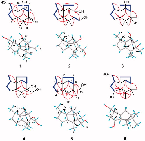 Figure 2. Key 1H-1H COSY (bold lines), HMBC (arrows), and ROESY (dashed double arrows) correlations of compounds 1−6.