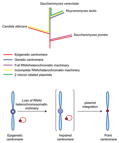 Figure 4 In a plausible scheme for the transition from regional centromere to the point centromere, a key event is the loss of the host's capacity for RNA interference and heterochromatin assembly. This would be antithetical to the epigenetic maintenance of regional centromeres. The partial or complete loss of RNAi and heterochromatin machineries in the budding yeast lineage is schematically diagrammed (after Malik and Henikoff, ref. Citation5). The integration of an endogenous plasmid into the host genome would have resulted in a salvage pathway for chromosome segregation promoted by the plasmid partitioning proteins, with the plasmid partitioning locus serving as the new centromere. Schizosaccharomyces pombe and Candida albicans harbor epigenetic centromeres, even though the latter has suffered a loss of proteins of the RNA i and heterochromatin machineries. Interestingly, Candida centromeres are relatively small (3–5 kbp), have only a limited number of flanking repeats and are rapidly evolving.Citation31