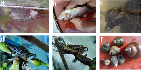 Figure 2. Feeding behavior observation in the aquarium. a) attacked at the caudal peduncle and caudal fin region of Trichogaster fasciata. b) attacked at the head region, operculum as well as a lateral line of Puntius species. c) attacked in between the shoulder and head part of Hydrophilus piceus. d) attacked at the caudal fin and lateral portion close to the intestine of Amblypharyngodon mola; e) attacked at the caudal fin, head, and spiny region of Lata fish. f) feeding on freshwater snails by piercing at digestive gland, stomach, anterior kidney, and testis portion.