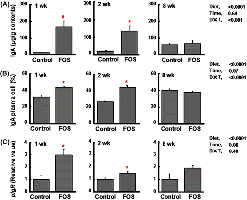 Fig. 3. Cecal immunoglobulin A (IgA) concentrations (per g wet cecal contents) (A), the percentage of IgA plasma cells (B), and the gene expression of pIgR (relative value) (C) in rats fed the control diet or a diet containing FOS at 60 g/kg diet for 1, 2, or 8 wk (expt 2).Notes: Data are expressed as the mean ± SE, n = 6. Split plot design ANOVA was used to assess the effects of diet, time of exposure, and interactions between diet and time. Individual means at each time point were compared by Student-t test (*p < 0.05) or Welch’s-t test (#p < 0.05) to assess the effects of diet.