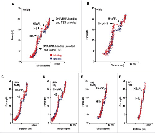 Figure 2. Unfolding/folding of the TSS using optical tweezers. (A) Unfolding/refolding of the TSS RNA in the absence of Mg2+ and (B) presence of Mg2+. The TSS was attached to 500 bp RNA/DNA “handles,” which were attached to the beads. One bead is held in place and the other is in an optical trap, movable using a piezo. The red line in the force extension curve (FEC) represents the unfolding curve, in which force is applied that stretches the TSS and attached handles. The blue line represents the folding curve, in which force is released, allowing the TSS to refold. The specific “rips” in the FECs are labeled. (C) FEC in the presence of an oligonucleotide complementary to the complete H4b hairpin in the absence of Mg2+ or (D) presence of Mg2+. (E) FEC in the presence of an oligonucleotide complementary to the entire H5 hairpin in the absence of Mg2+ or (F) presence of Mg2+.