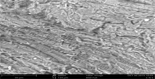 Figure 3. SEM micrograph of CNS adsorbent after adsorption