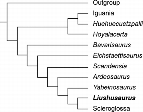Figure 11 Tree showing hypothesis of relationship for Liushusaurus acanthocaudata gen. et sp. nov. within Squamata, based on a simplified strict consensus of three equally parsimonious trees (L = 3687) from a heuristic search using TNT (CitationGoloboff et al. 2008) and the full data matrix of CitationConrad (2008).