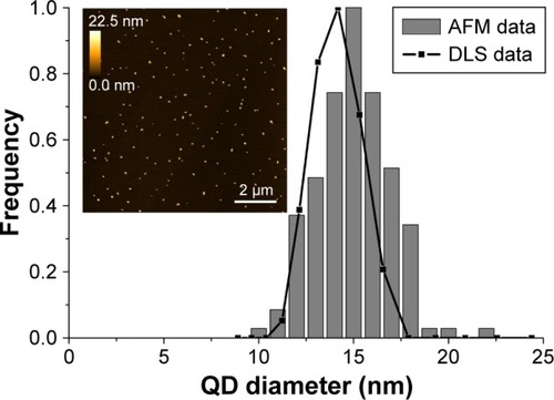 Figure 1 Analysis of QD size measured using AFM and DLS, and representative AFM micrograph of QDs dispersed on freshly cleaved mica surface.Notes: The hydrodynamic diameter was measured using a DLS device Zeta Plus PALS (Brookhaven Inc., Holtsville, NY, USA). AFM Innova (Veeco Inc., Plainview, NY, USA) was used for QD imaging in the tapping mode using silicon nitride probes.Abbreviations: AFM, atomic force microscopy; DLS, dynamic light scattering; QDs, quantum dots.