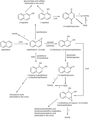 Figure 1.  Proposed scheme for naphthalene metabolism and reactive metabolites (ATSDR, 2005; CitationBogen et al., 2008).