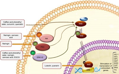 Figure 5 Polyphenols activate Keap1/Nrf2/ARE pathway and increase the expression of detoxification/antioxidant enzymes.