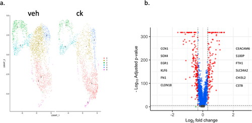 Figure 2. iAT2 cell single cell RNA sequencing. (a) Single cell RNA-seq revealed multiple clusters within the iAT2 cell population. (b) Volcano plot showing the six most prominently down (left) and up (right) regulated genes after cytokine exposure. As examples, Cellular communication network factor 1, SRY-box transcription factor 4, Early growth response 1, KLF transcription factor 6, Fibronectin 1 and Claudin 18 were markedly over expressed. Cell adhesion molecule 6, S100 calcium binding protein P, Ferritin heavy chain 1, Solute carrier family 34 member 2, Chitinase 3 like 2 and Cystatin B were markedly under expressed.