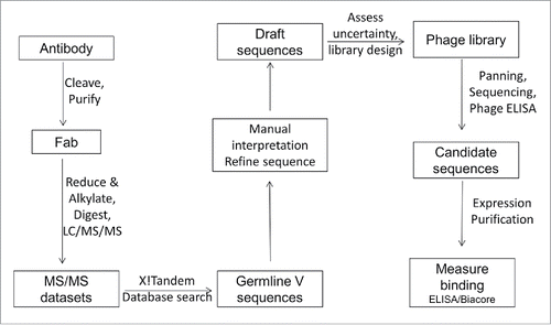 Figure 1. Schematic representation of the workflow used for determination of the light and heavy chain variable domain sequences.