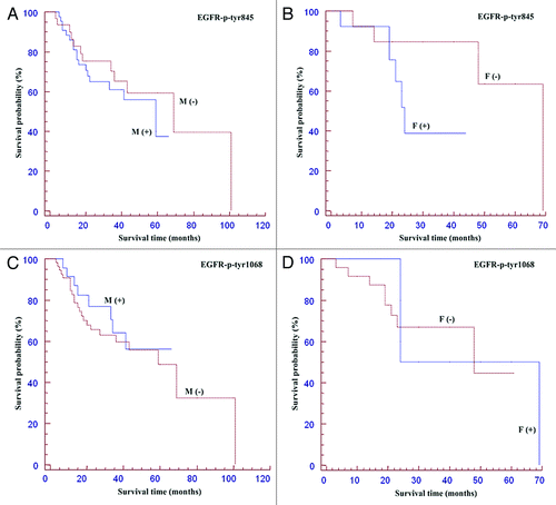 Figure 5.  Kaplan Meier curvesof patients positive for p-Tyr 845 and 1068EGFR stratified for gender. Survival curves showing percentage survival according to sex and EGFR-p-Tyr 845 (A, B), and EGFR-p-Tyr 1068 (C, D). Interestingly, inside the group of females affected by OSCC the EGFR-p-Tyr 845 negative subgroup showed a trend for a better survival if compared to the EGFR-p-Tyr 845 positive subgroup (for details, see the text).