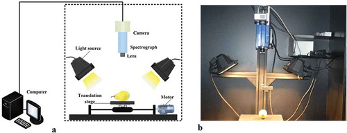 Figure 1. Schematic of the hyperspectral imaging system (a) and its picture (b).