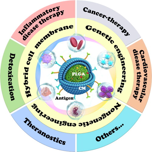 Figure 1 Schematic illustration of CM@PLGA biomimetic system for diverse biomedical application.