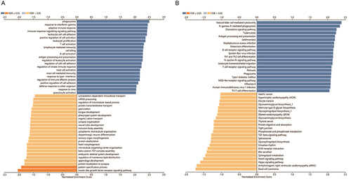 Figure 6 The Gene Ontology biological process (GO_BP) annotation and Kyoto Encyclopedia of Genes and Genomes (KEGG) pathway of GZMA in breast cancer. (A) The annotation of GO_BP terms revealed the co-expressed genes of GZMA. (B) Analysis of KEGG pathway of GZMA in breast cancer.