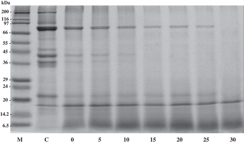 Figure 5. SDS-PAGE patterns of Pacific white shrimp shells with trypsin from ATPS fraction (top phase of system 15% PEG4000–15% NaH2PO4, 40°C). The hydrolytic reaction was performed at pH 9.5, 55°C. Numbers indicated enzyme activity (units) the fraction used.